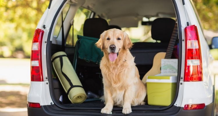 Las claves para viajar con tu mascota de vacaciones