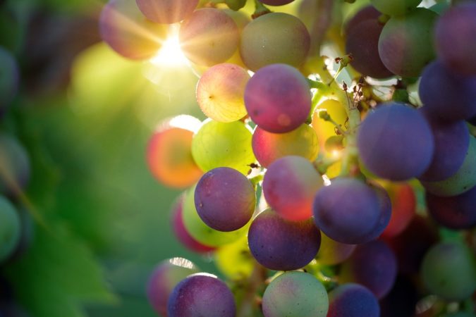 uvas y diabetes