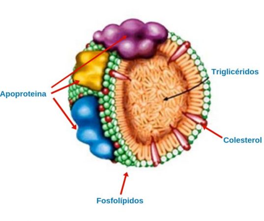 metabolismo