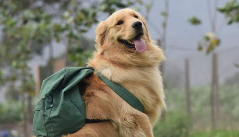 Labrador listo para pasear