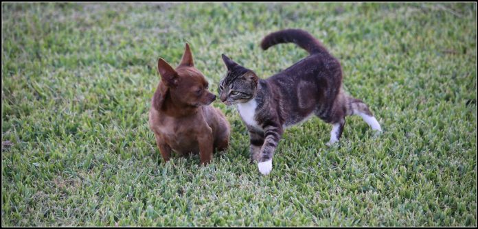 Cachorros de Perro y gato jugando - Mascota