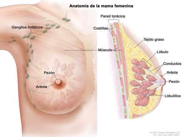 cáncer diagnóstico mama