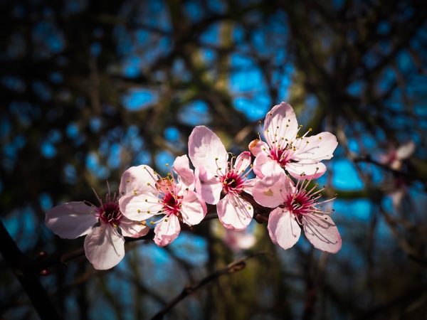 almendras