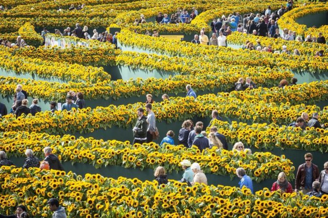 laberintos de girasoles