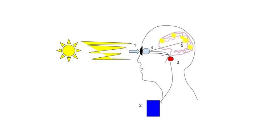 Diagram de ojo biónico, tecnologías