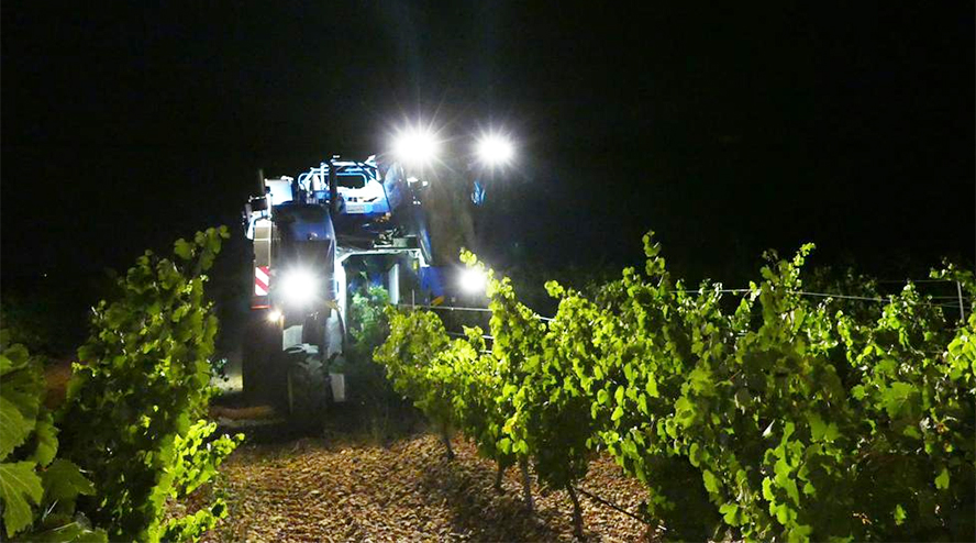 La vendimia nocturna de Rueda