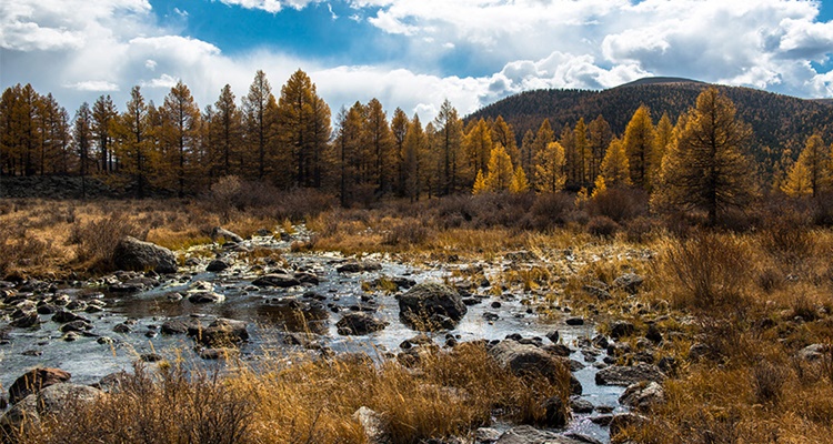 La taiga siberiana es uno de los grandes bosques del mundo