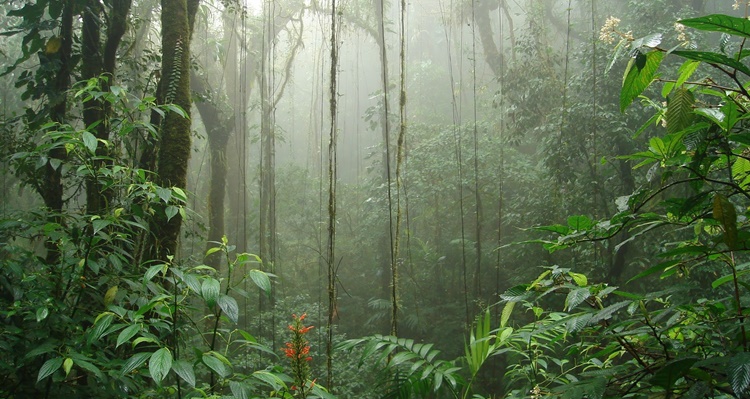 Los Bosques en Costa Rica