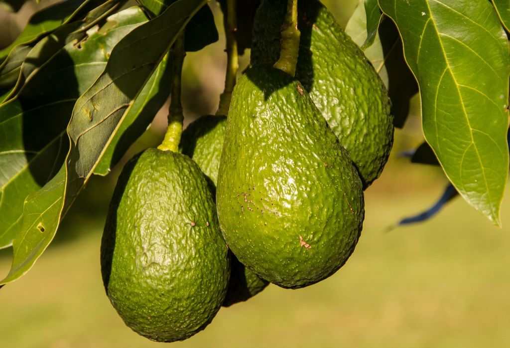 aguacates para el colesterol bueno
