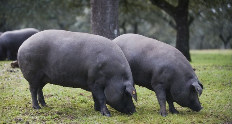 Estas son las denominaciones de origen del jamón en España