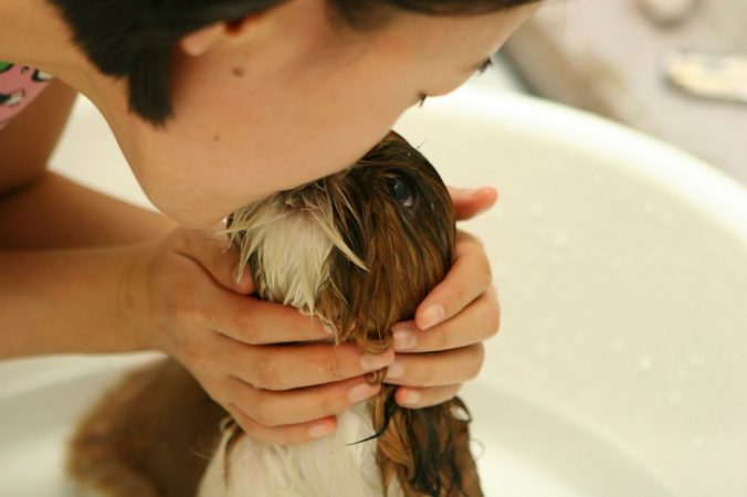 mascotas en el baño