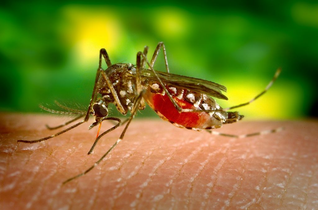 Alimentos para que no te vuelvan a picar los mosquitos este verano