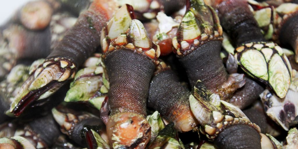 Percebes: así se hace de forma fácil el plato más famoso de Galicia