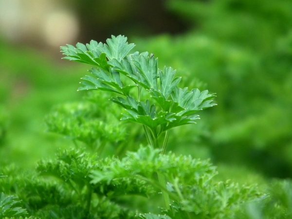 perejil como fuente de alimento