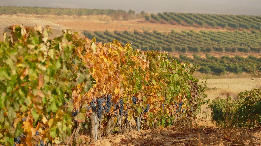 Así son los 60 km que pueden cambiar la historia del vino en España