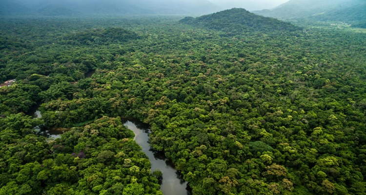 Estos son los bosques y selvas más grandes del mundo