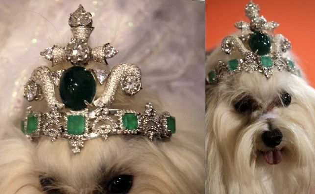 Tiara de lujo para perro