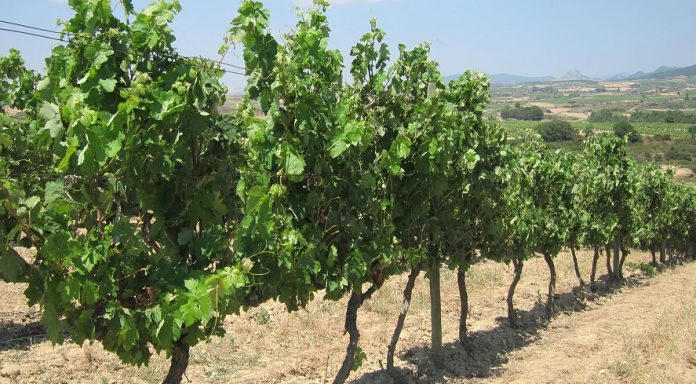 Bodegas Cambio Climatico