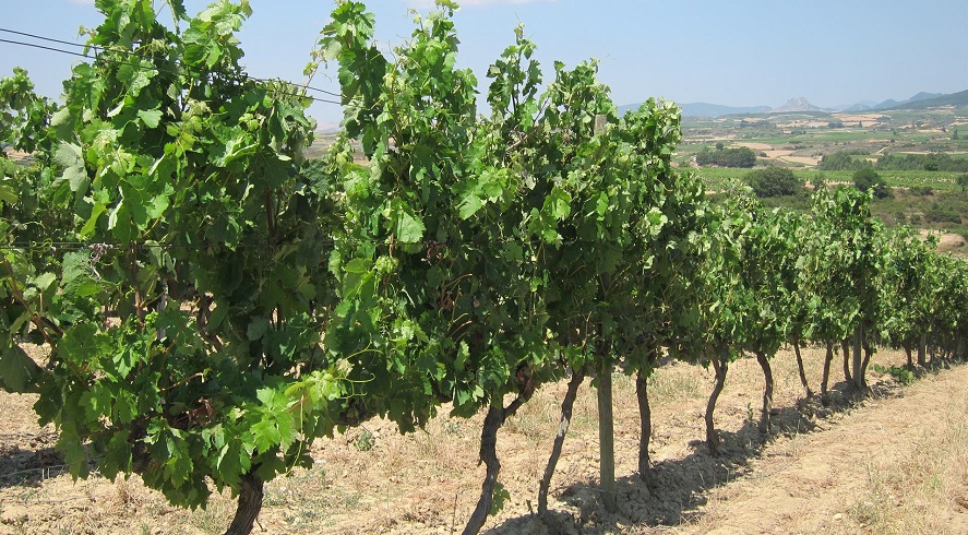 Bodegas Cambio Climatico