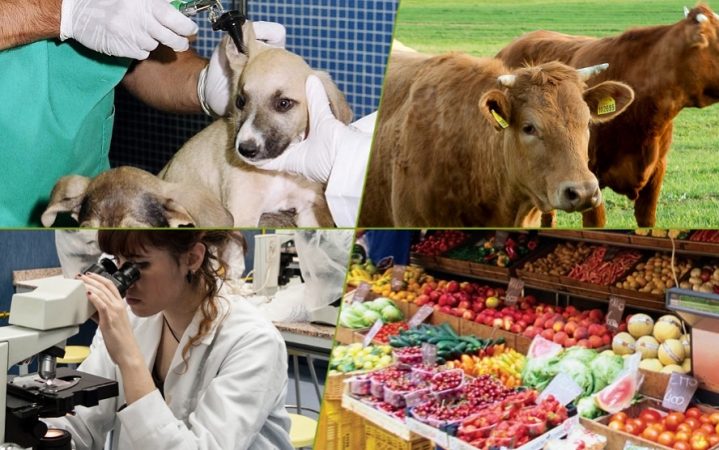 Libro-blanco-de-la-Profesion-Veterinaria-Colegio-Oficial-Veterinarios-Madrid