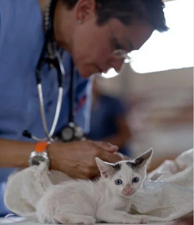 Veterinarios-animales-domesticos