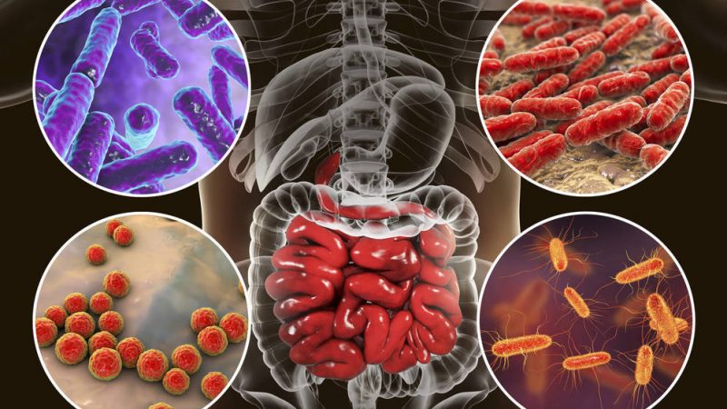 bacterias del intestino