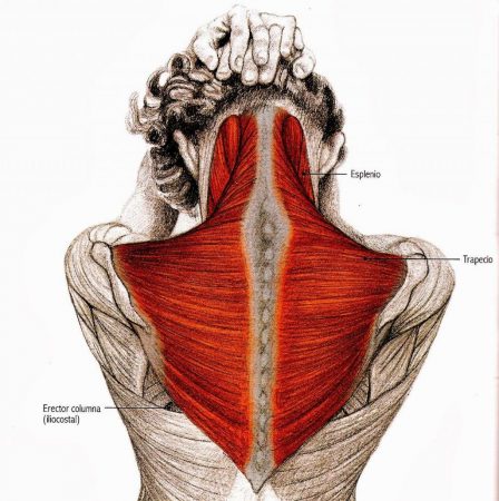 ejercicicos para cuello y espalda