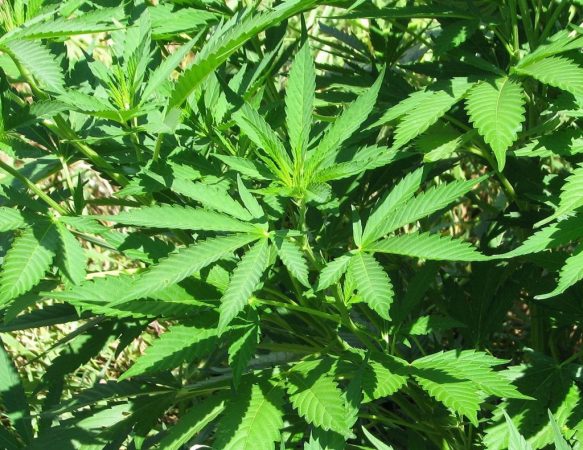 marihuana en planta