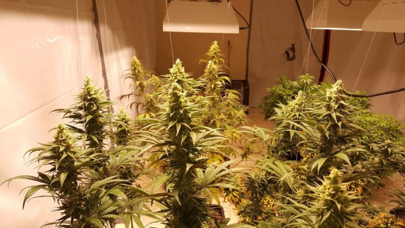 plantación de marihuana