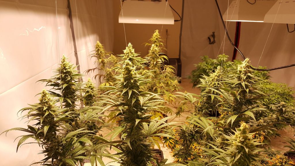 plantación de marihuana