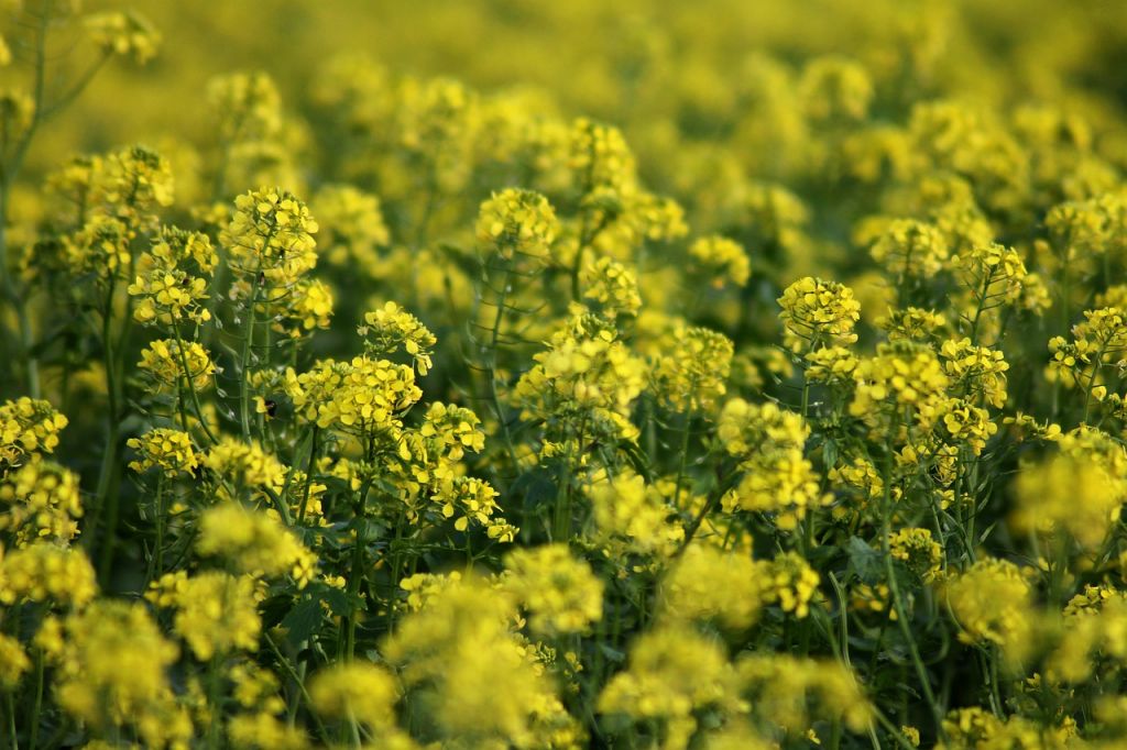 sanidad avisa a los veganos de alergia