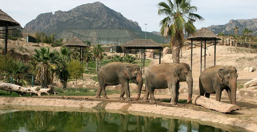 Parque Terra Natura Benidorm, elefantes