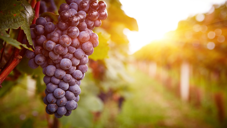El vino español se aferra a su última baza para evitar los aranceles de Trump