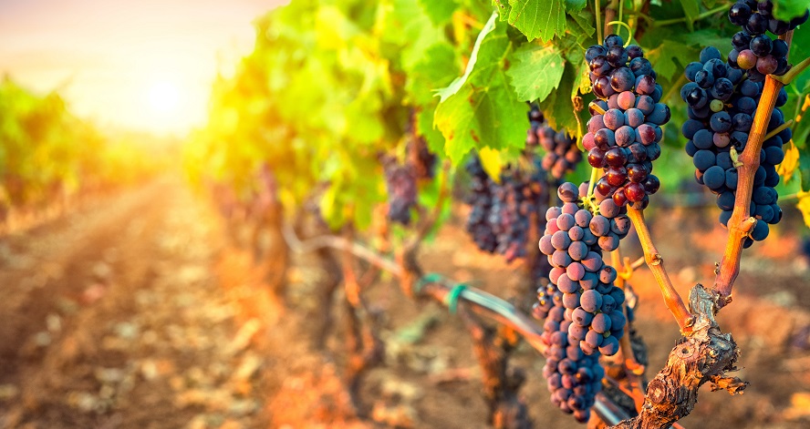 Ribera del Duero y Rueda se alían para conquistar a los chinos