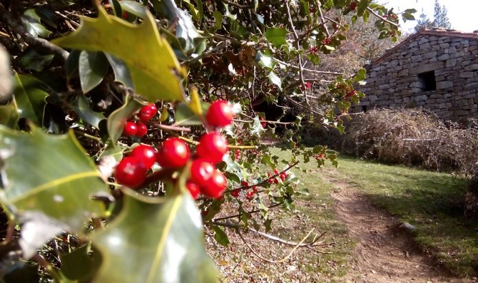 Acebo Soria Navidad