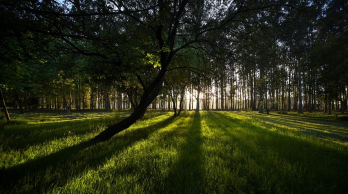 Cultivo forestal de Ence en Navia (Asturias). Caixabank