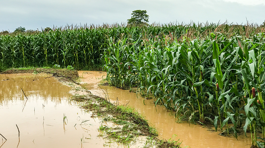 Los seguros agrarios crecen en 2020 con un incremento del 5% de las pólizas
