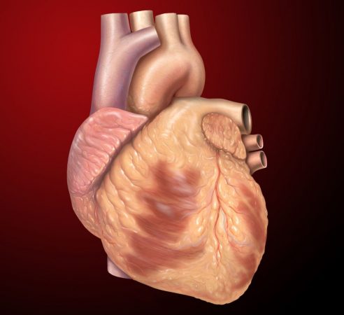 corazón: render