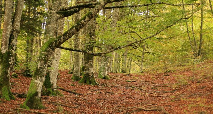 Selva de Irati, bosques de España