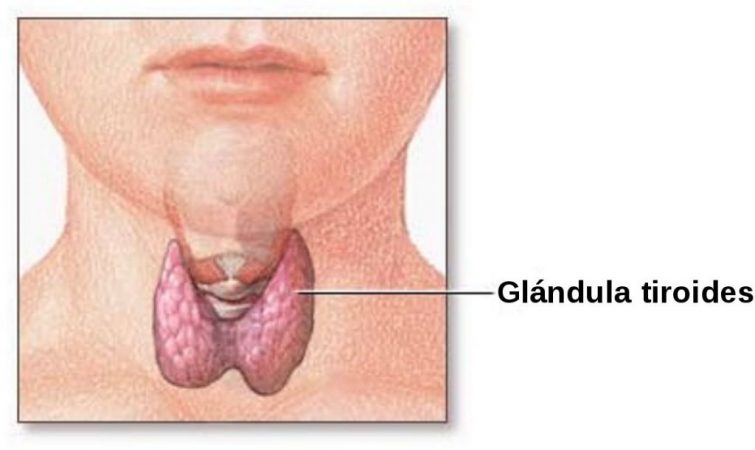 tiroides y el cáncer