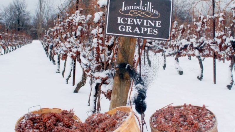 vinos Icewine