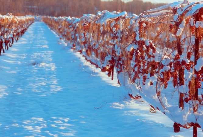 viñedos congelados en España