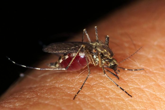 Vicks Vaporub contra moscas y mosquitos