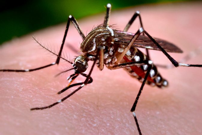 Zika 