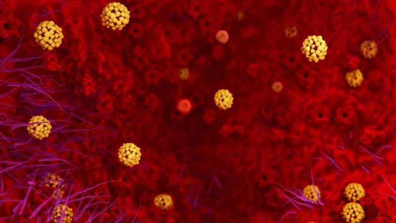 coronavirus ZIKA