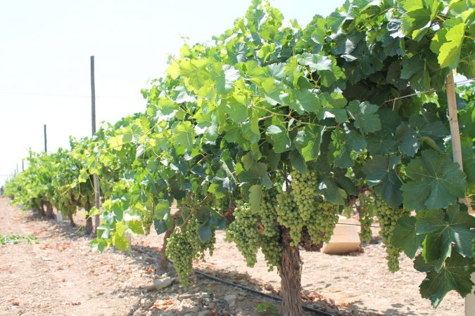 uva vinalopo cultivo