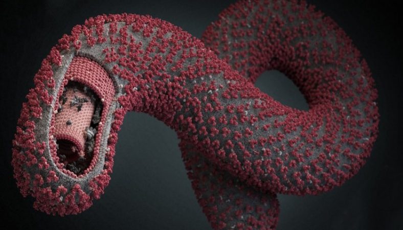 Ébola virus 2