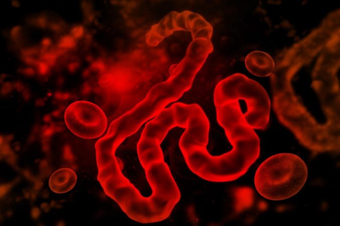 Ébola virus