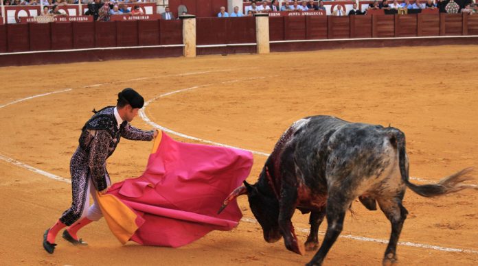 Fundación Toro de Lidia