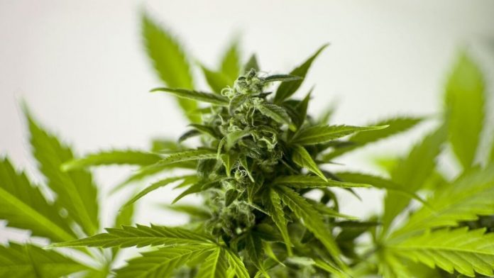 soria-natural-cannabis